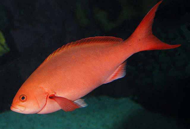 Atlantic Creolefish